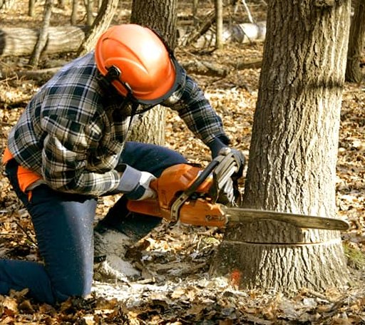 Tree Removal in Allison, TX